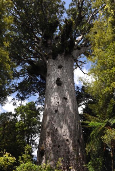 Waipoua Forest Kauri Tour - Mydo New Zealand