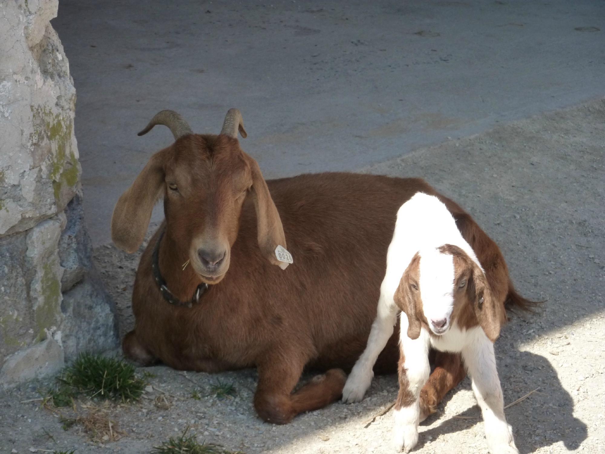 Photo by HighlanderFromdtown