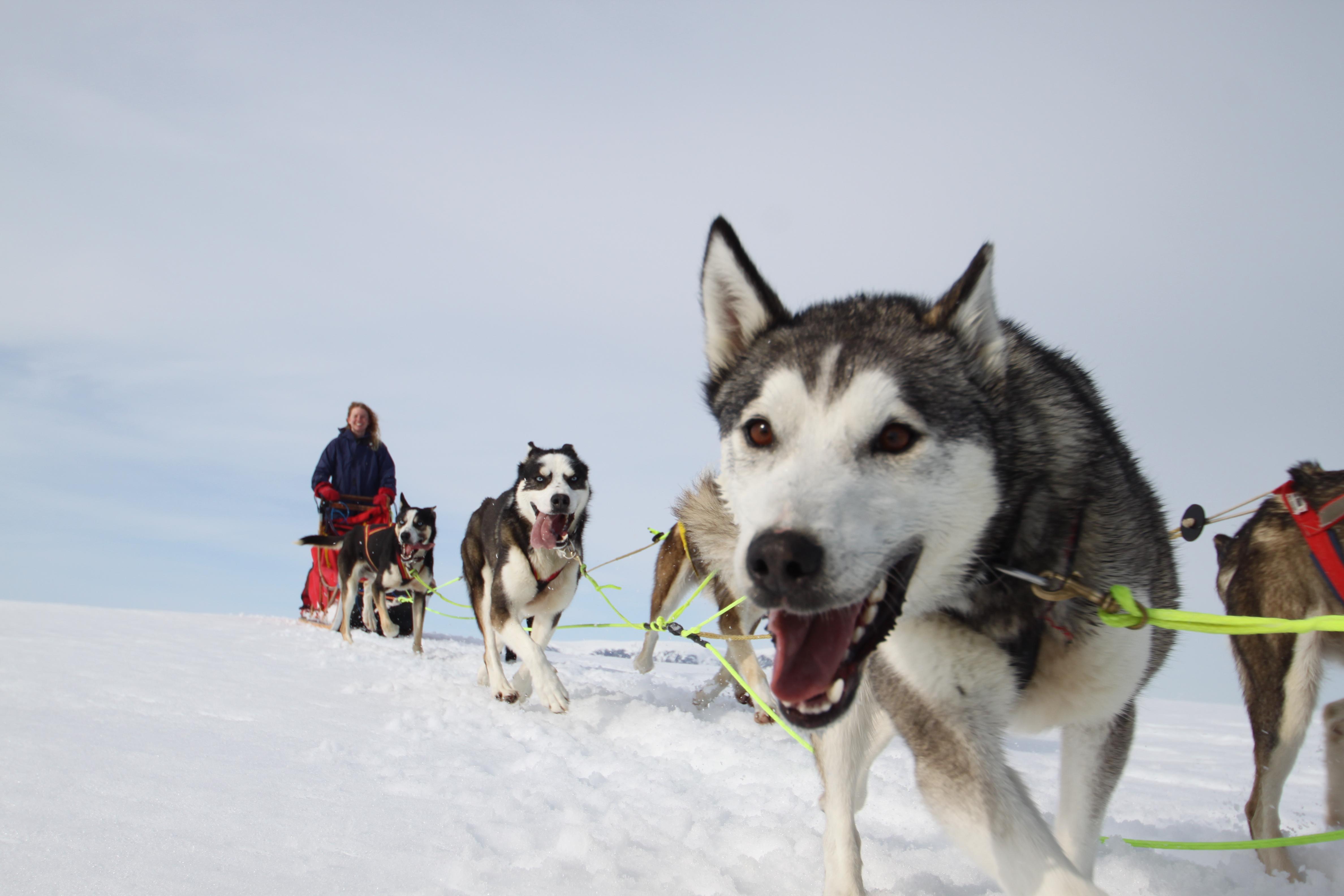 Geilo Husky Day Tours