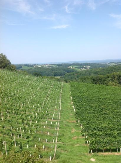 Bauernhof Weingut Tinnauer