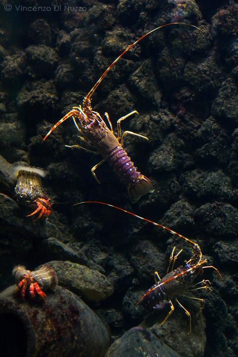 Anton Dohrn Aquarium