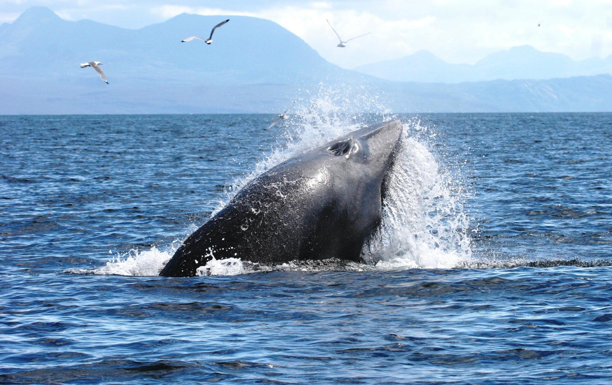 Hebridean Whale Cruises