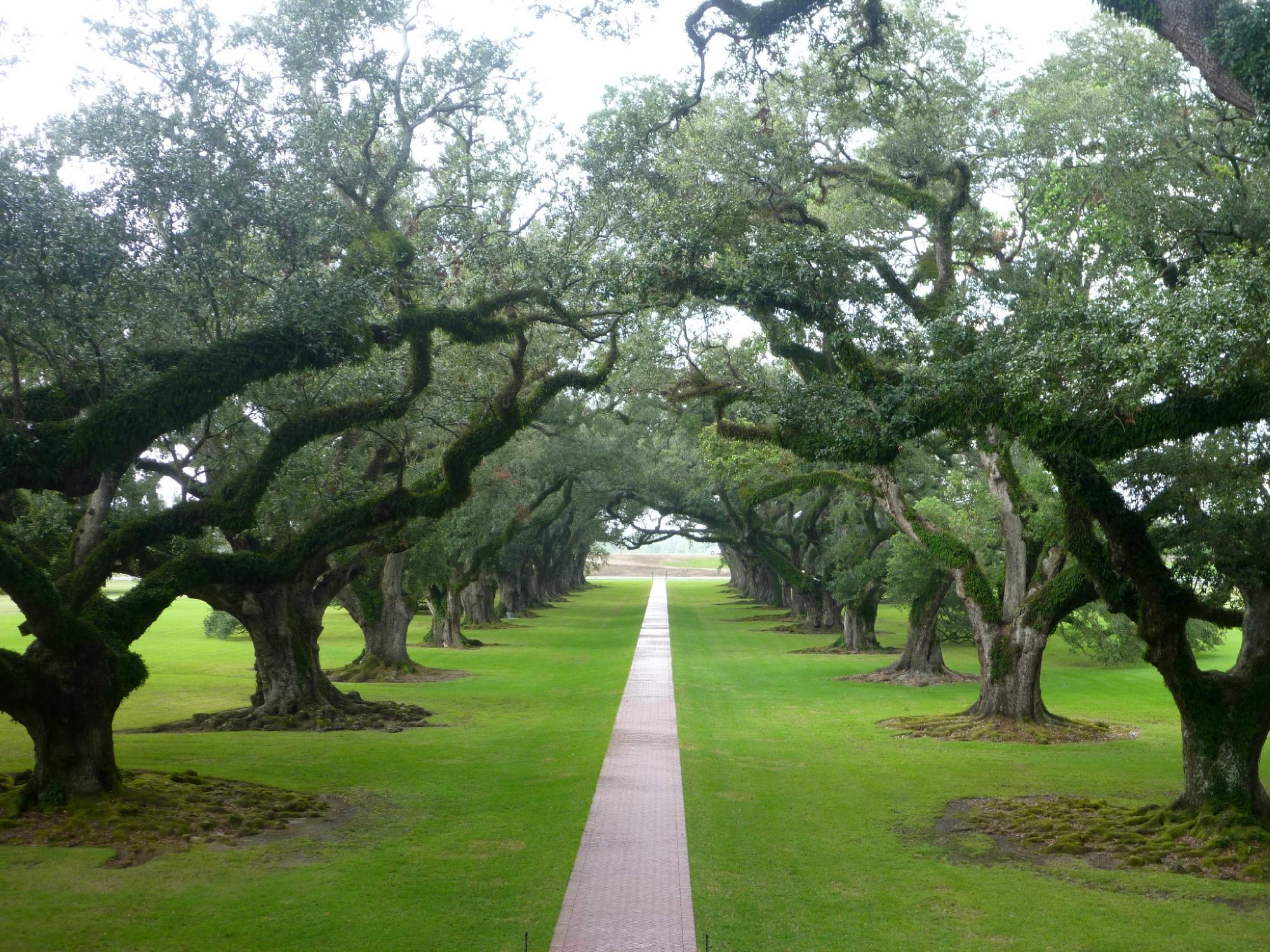 Cajun Pride Swamp Tours