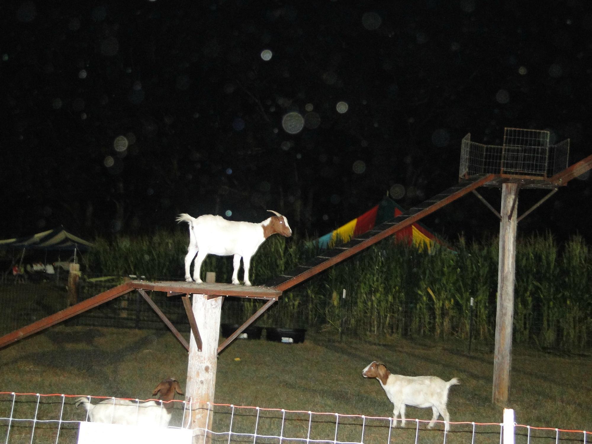 Uncle Shucks Corn Maze and Pumpkin Patch