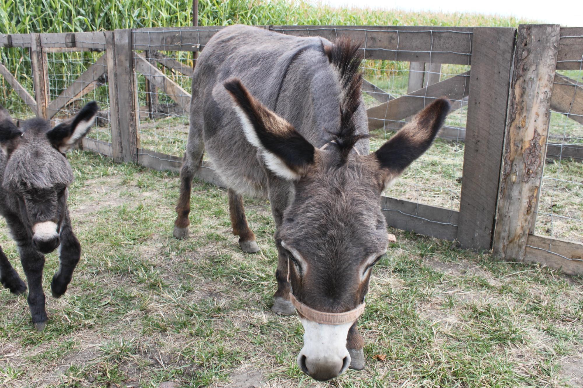 Calgary Farmyard