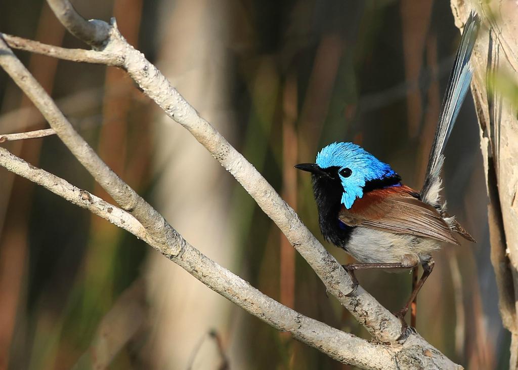 O'Reilly's Rainforest Retreat Day Experiences