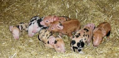 River Bourne Community Farm