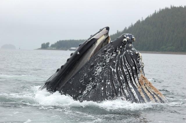 Hoonah Travel Adventures