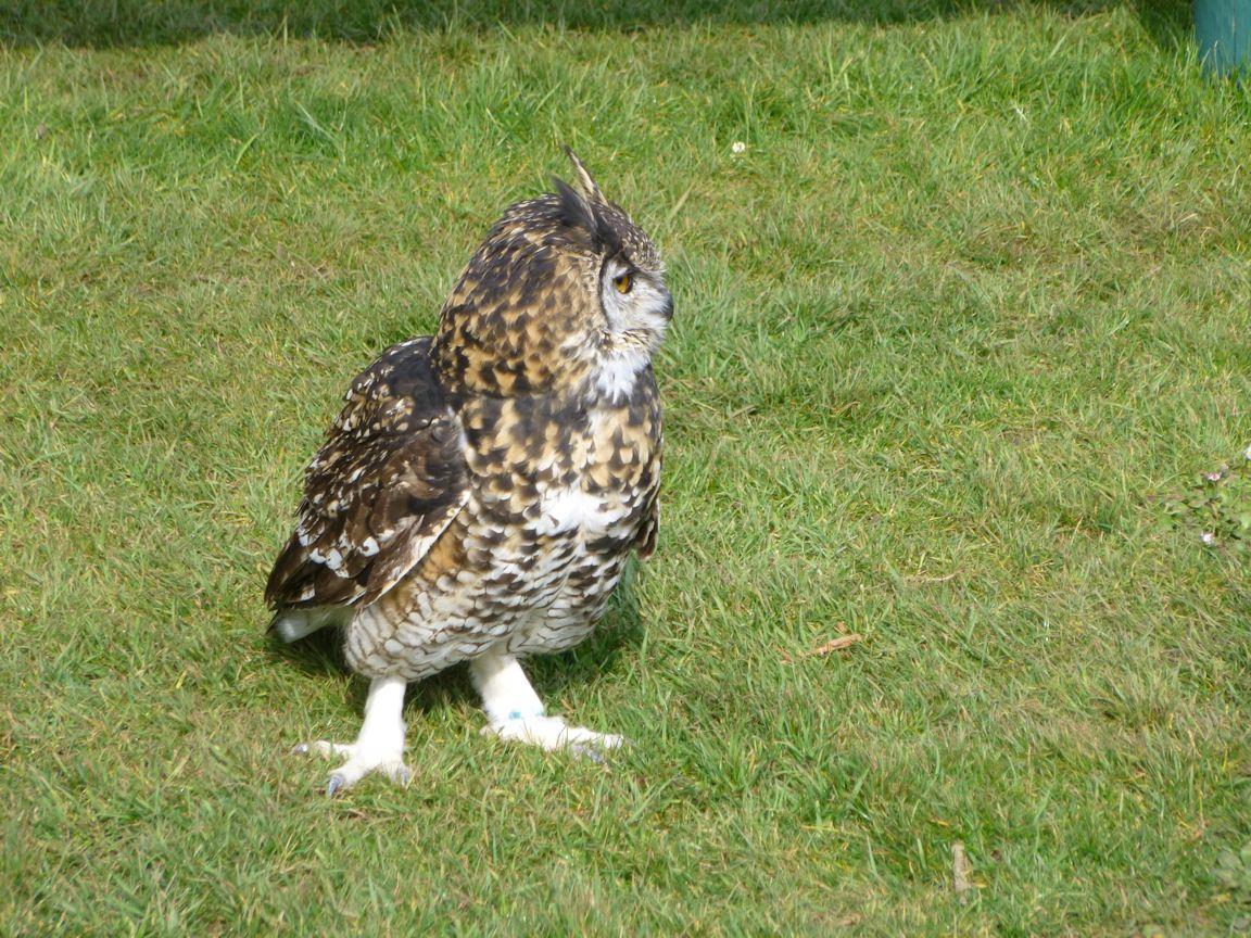 Gentleshaw Birds of Prey and Wildlife Centre