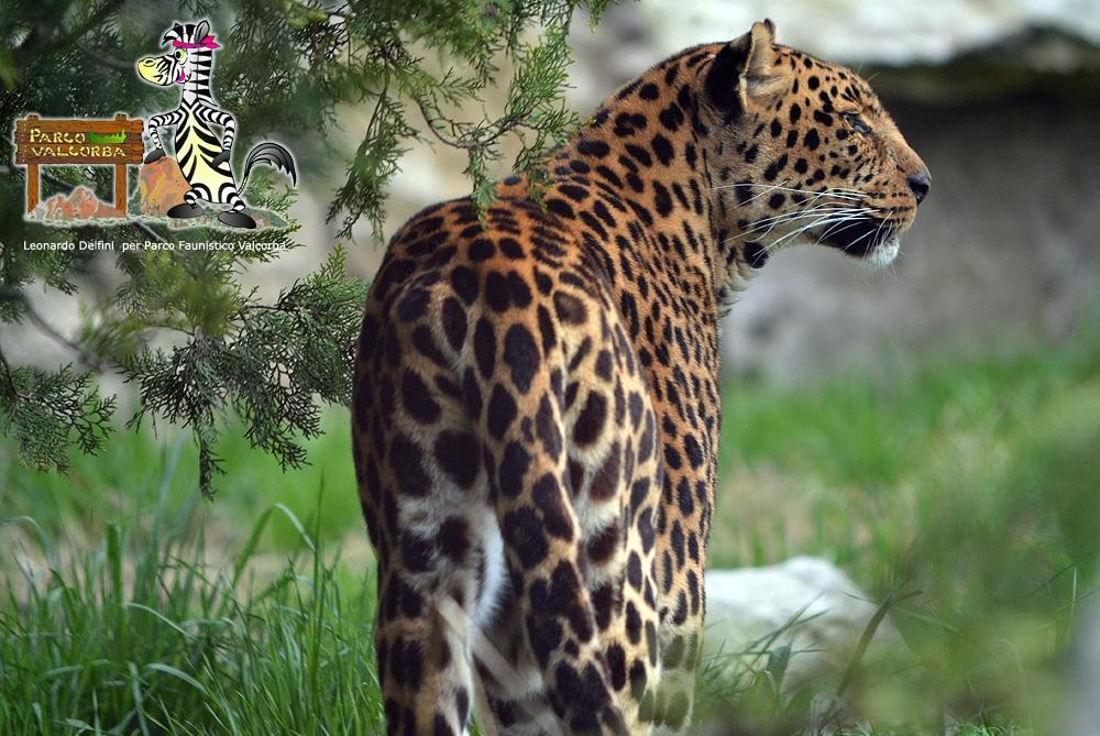 Parco Faunistico Valcorba