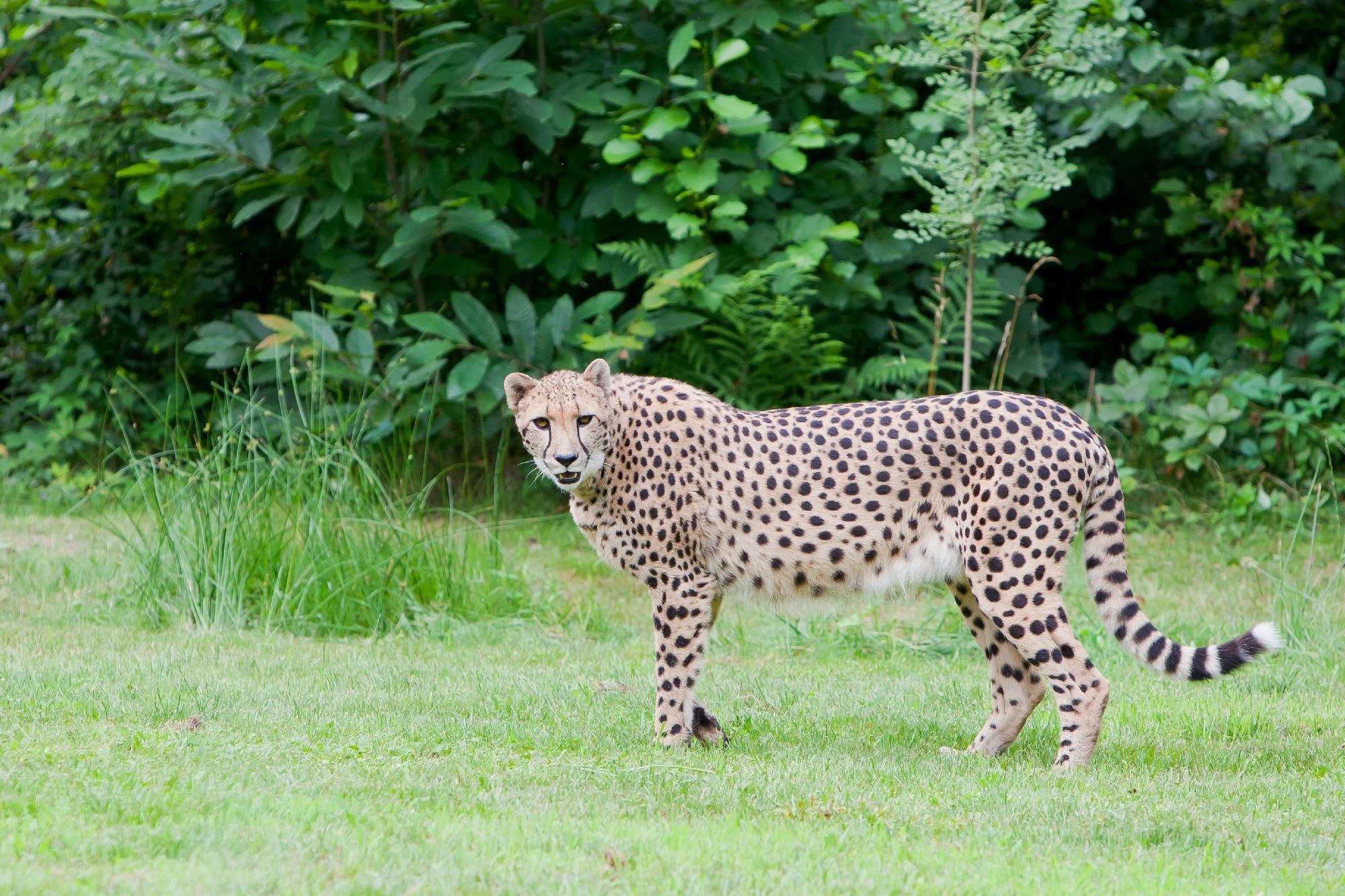 Parco Faunistico La Torbiera