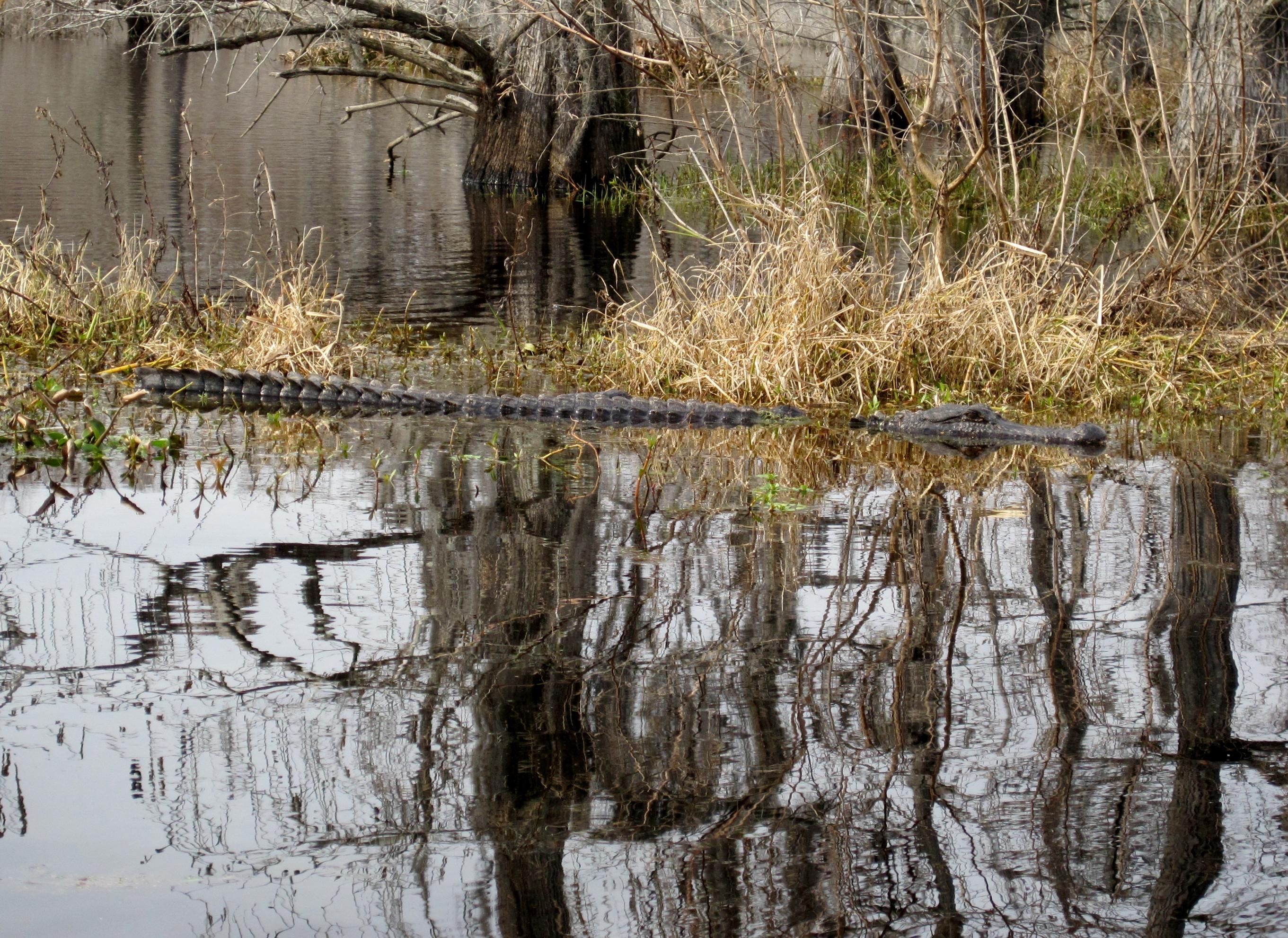 Black Bayou Lake National Wildlife Refuge