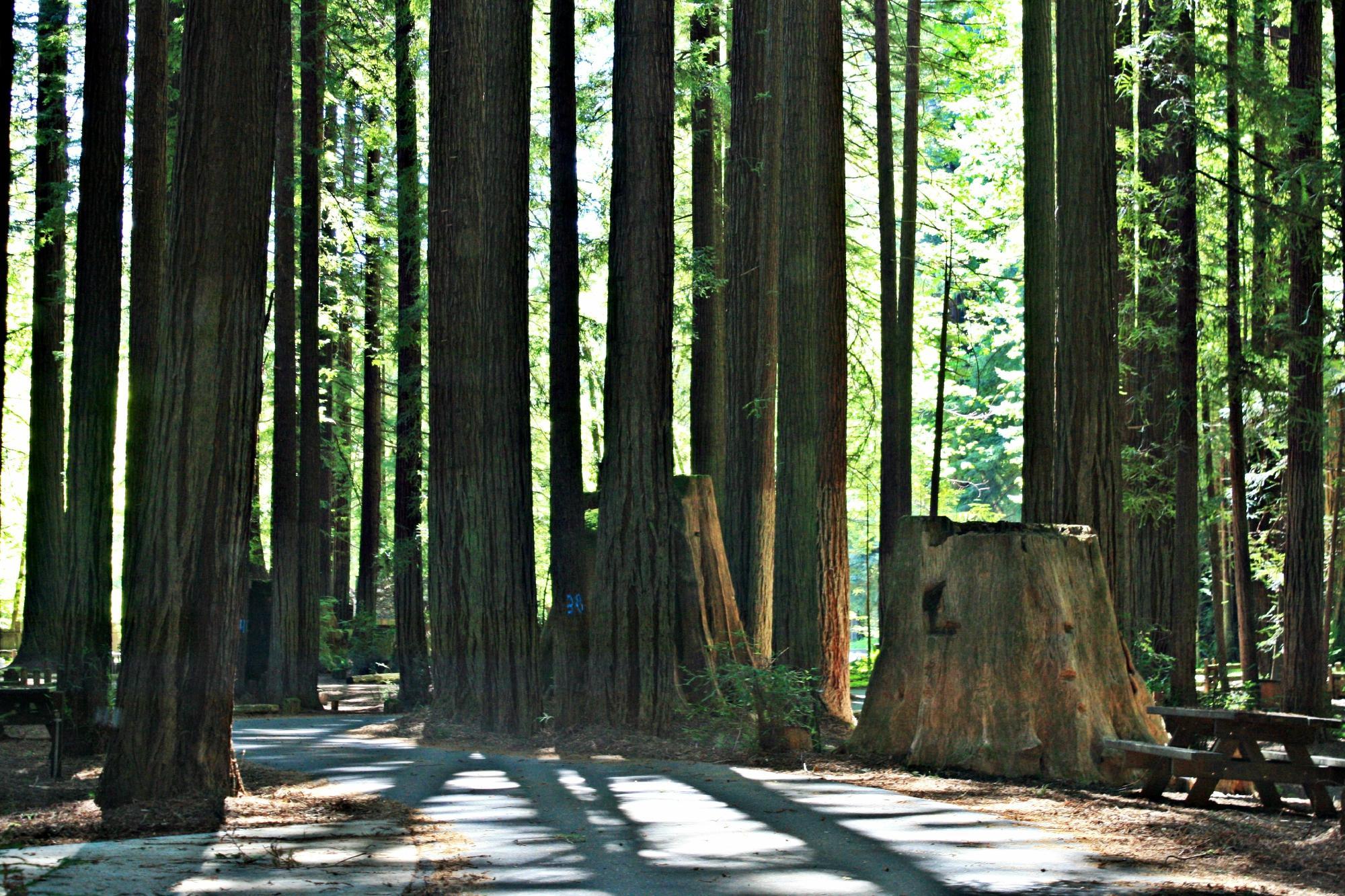 Humboldt Redwoods State Park