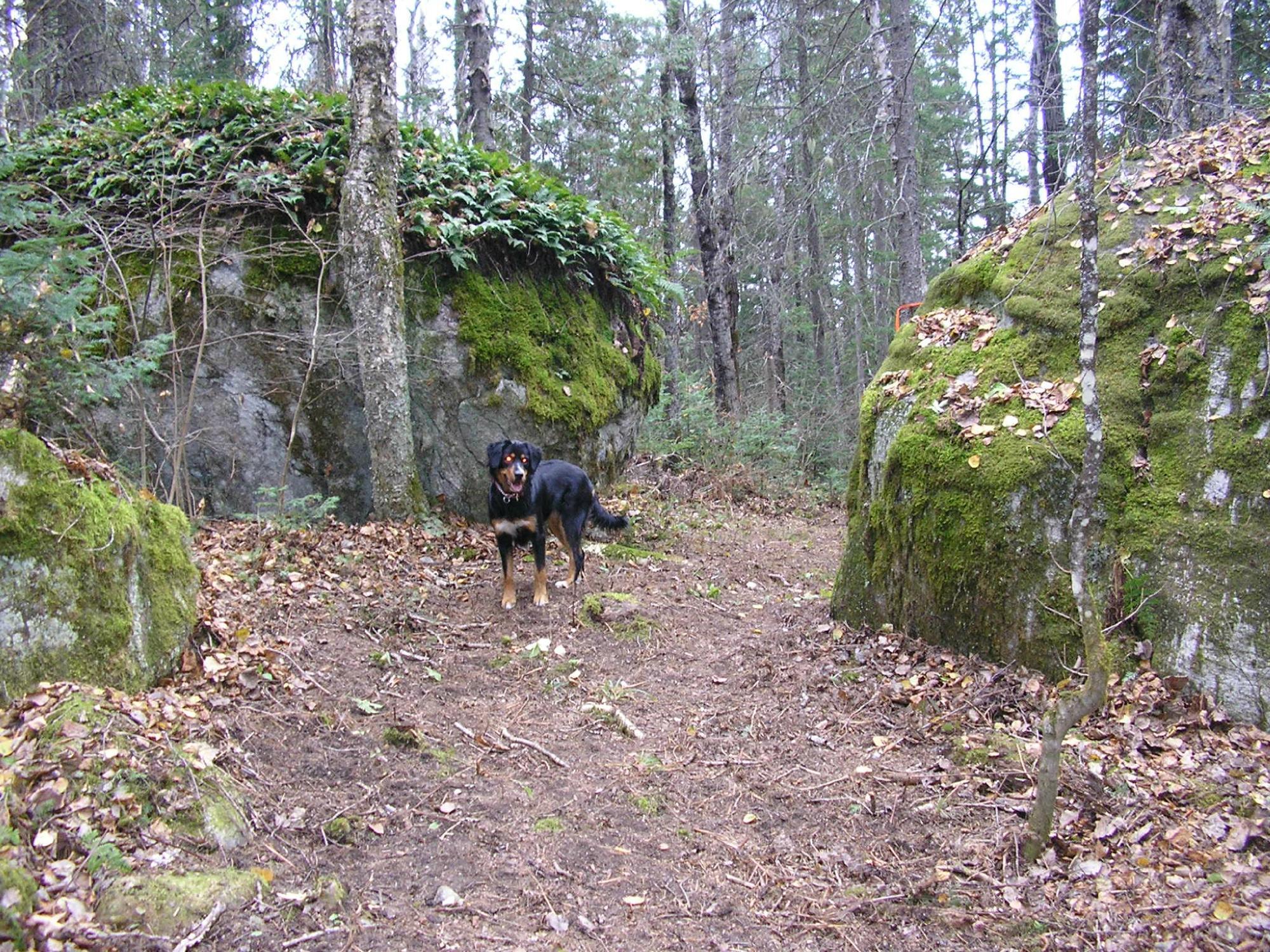Sentier Pédestre Boisé Joseph BB Gauthier