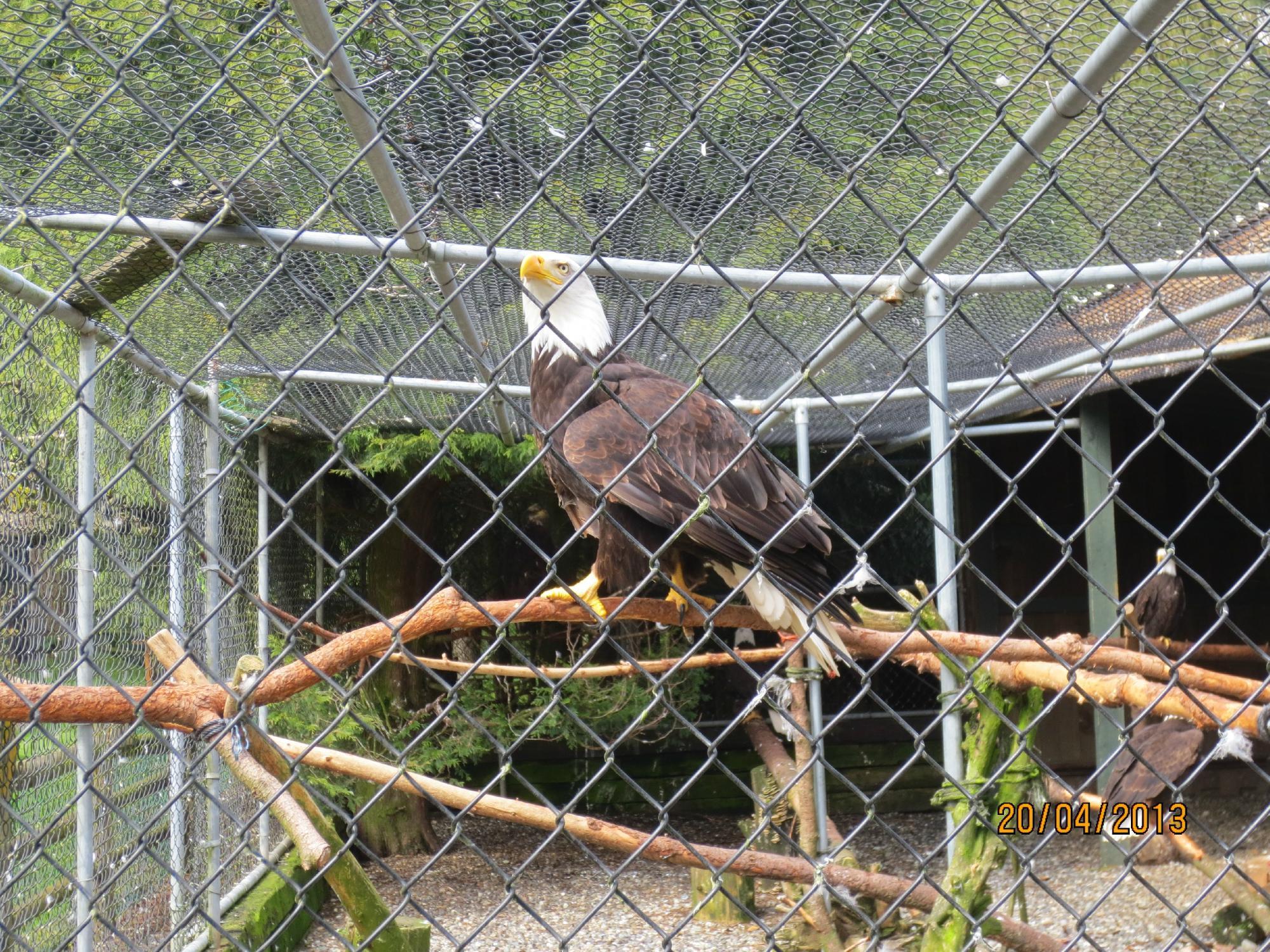 Sardis Raptor Center