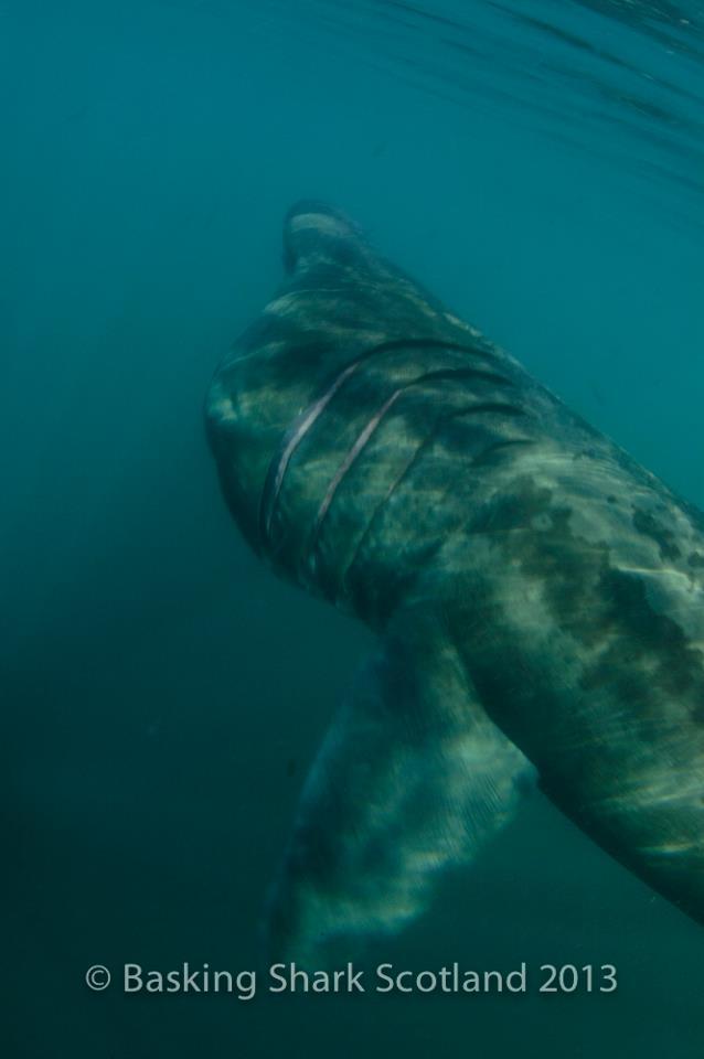 Basking Shark Scotland