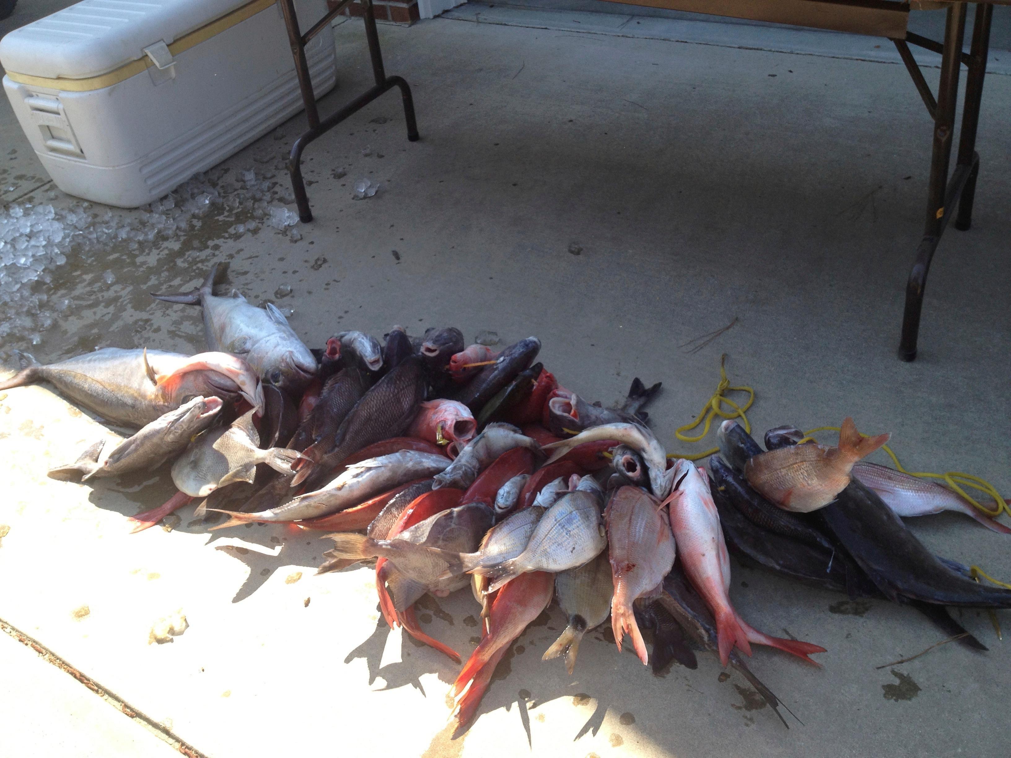 Voyager Deep Sea Fishing & Dolphin Cruises