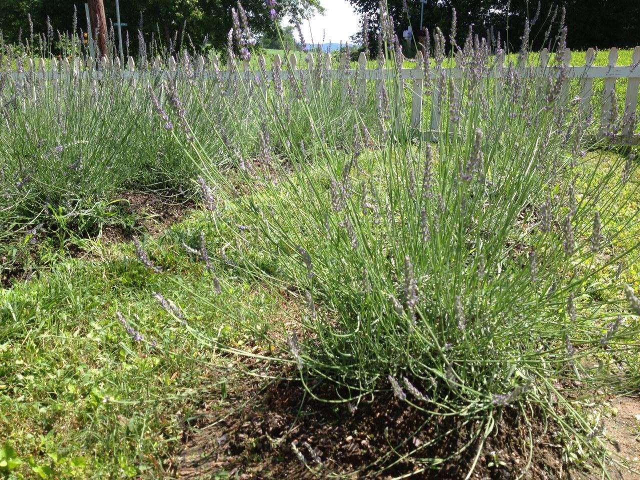The Lavender Cottage & Garden