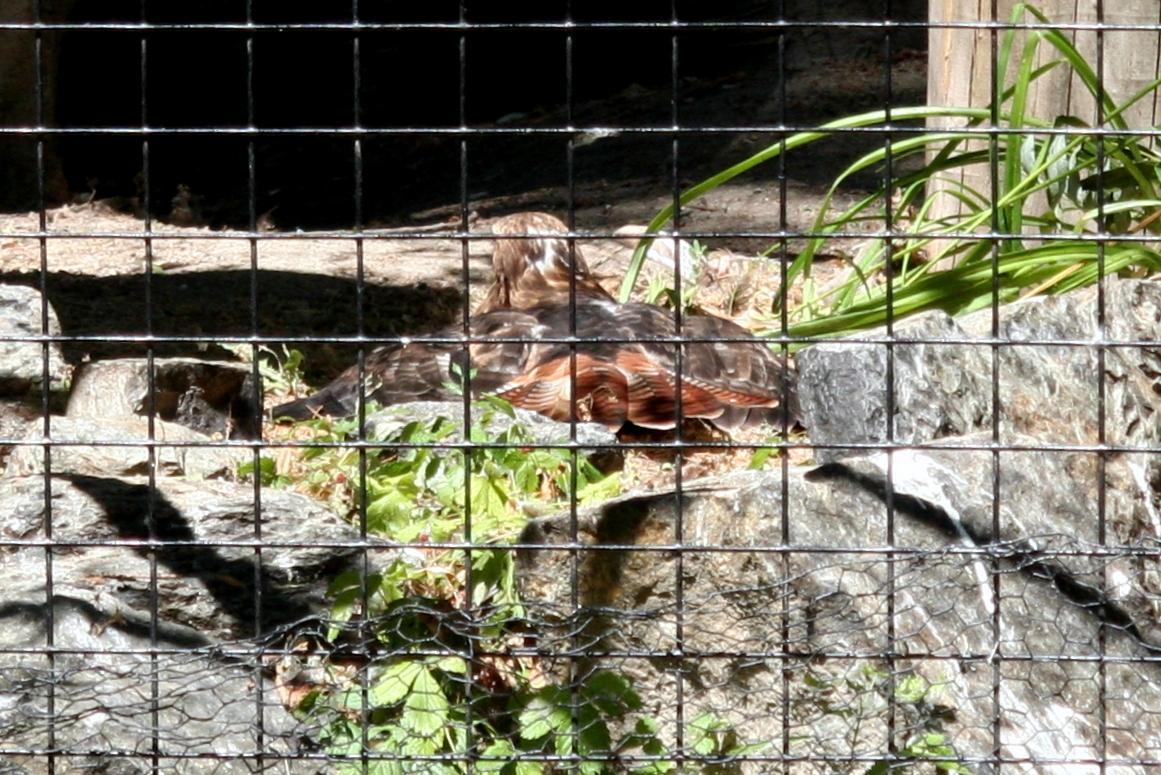 Zootah At Willow Park