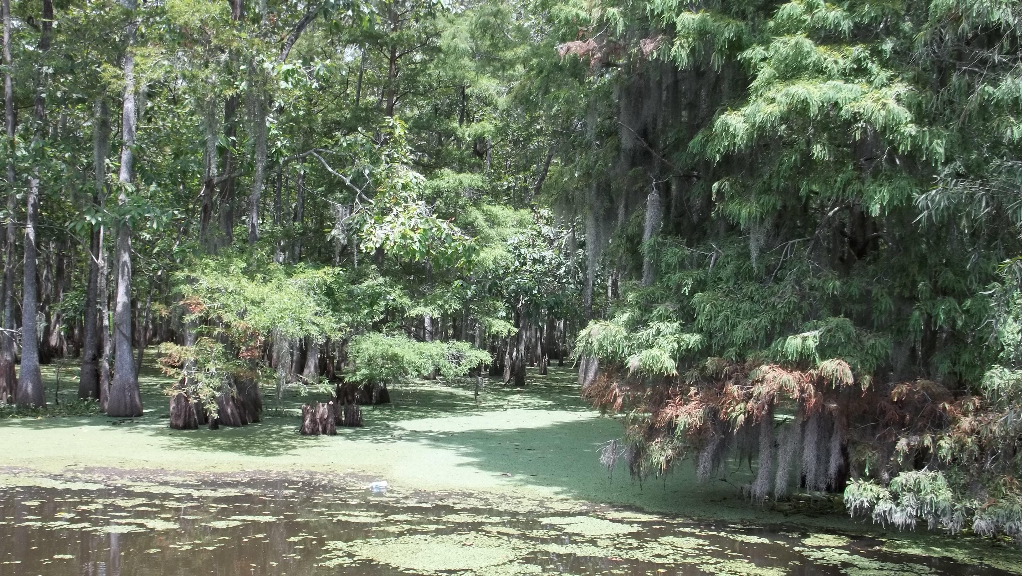Cajun Man's Swamp Tours & Adventures