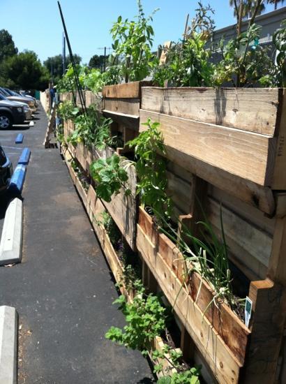 Pitfire Artisan Pizza