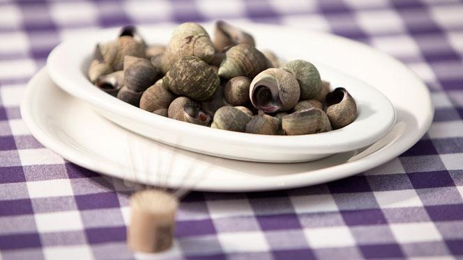 Vermuteria Solorzano