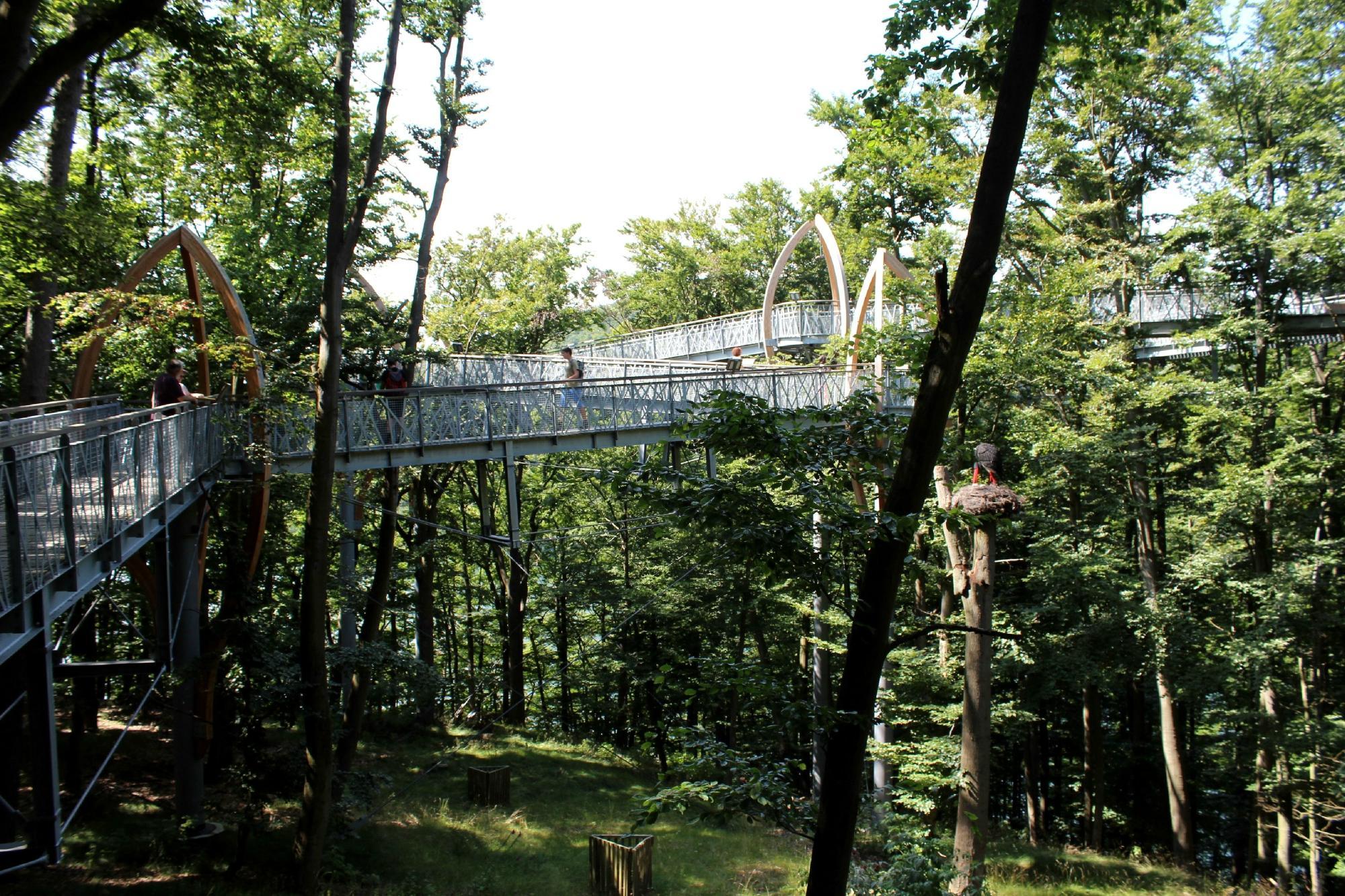 Baumkronenweg Edersee