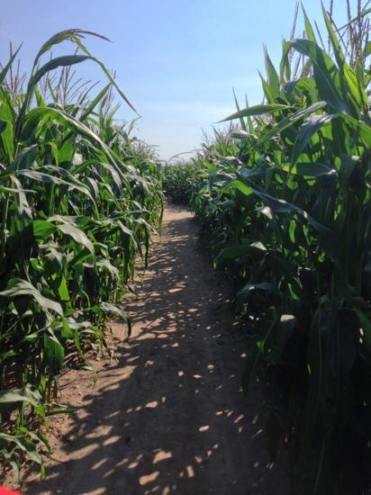 Southwold Maize Maze