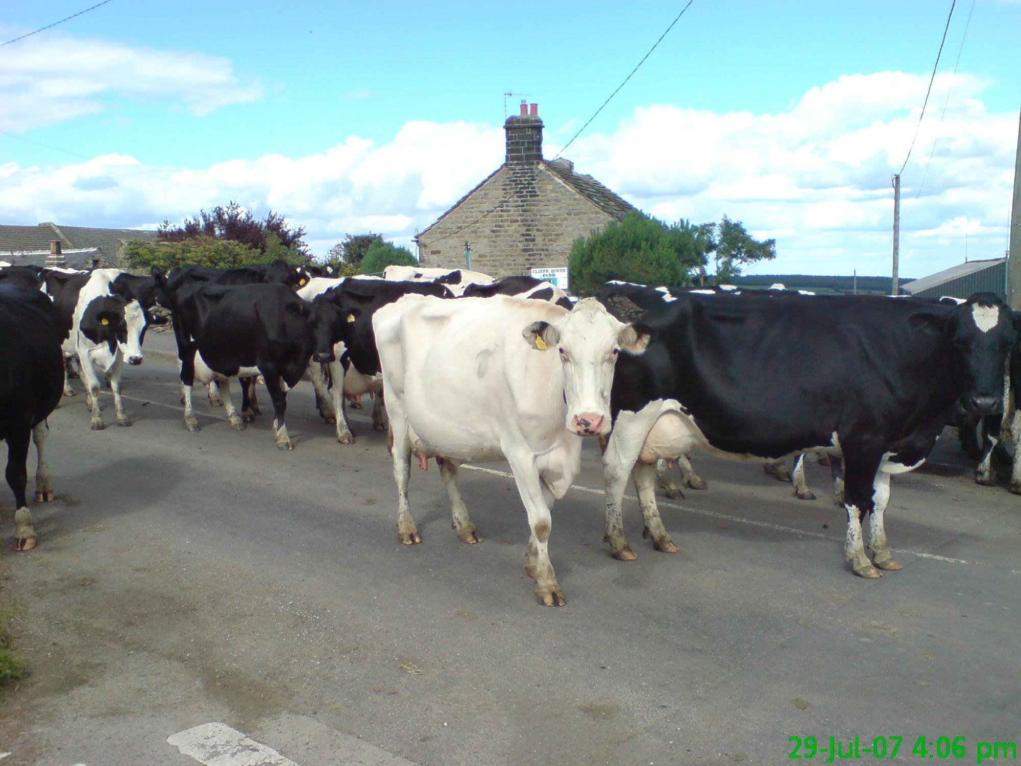 Our Cow Molly Dairy Farm & Ice Cream Shop