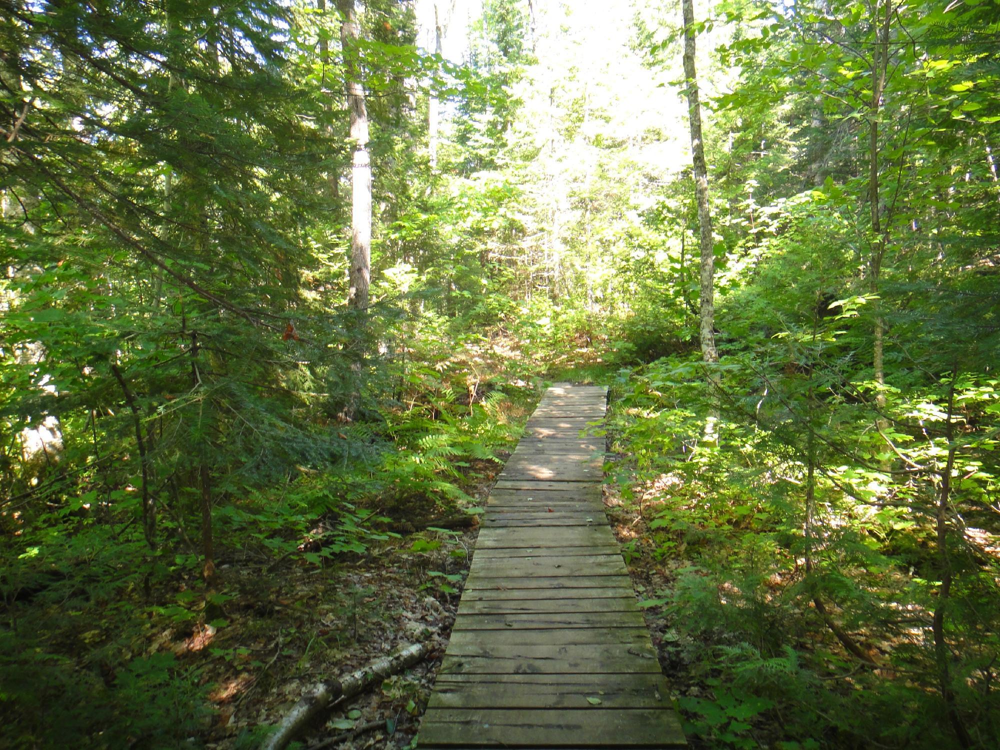 Estivant Pines Nature Sanctuary