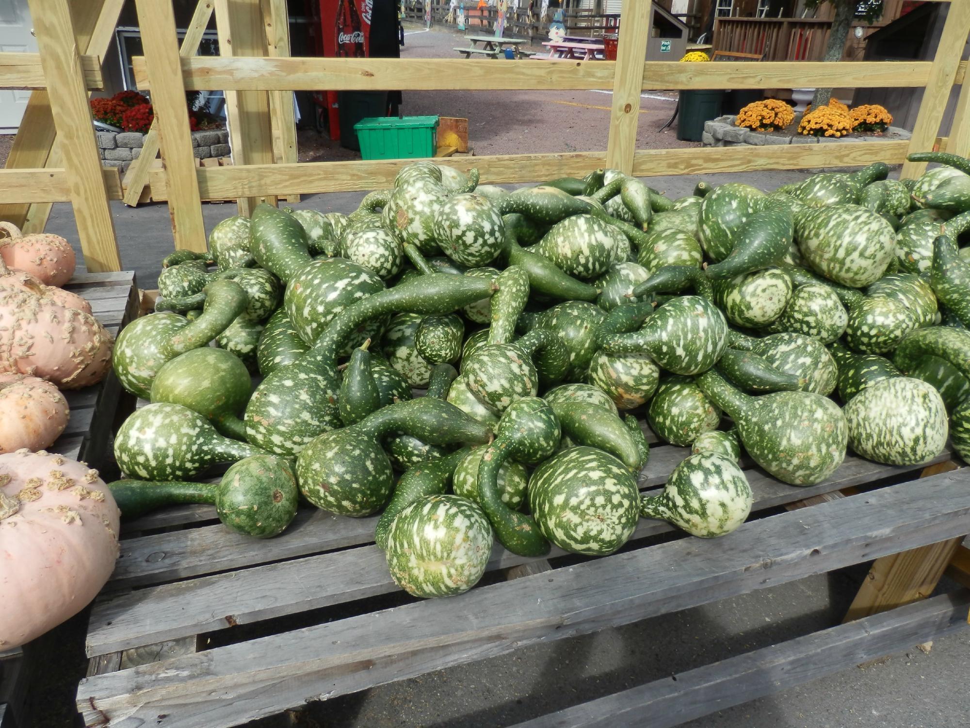 Parties at Country Junction