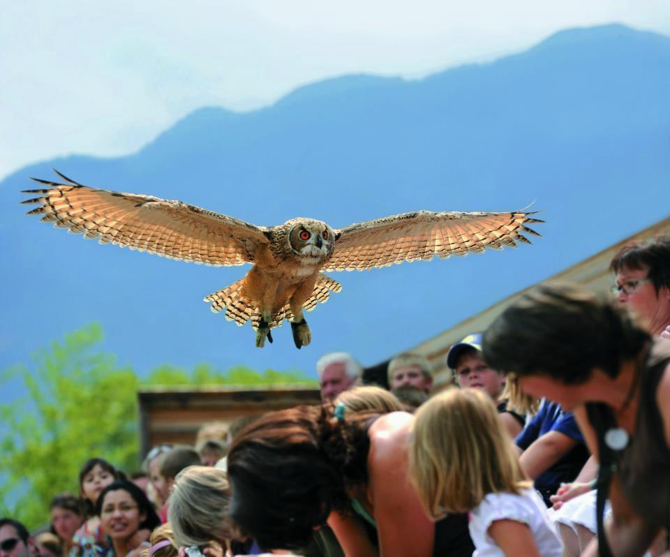 Falconeria Locarno