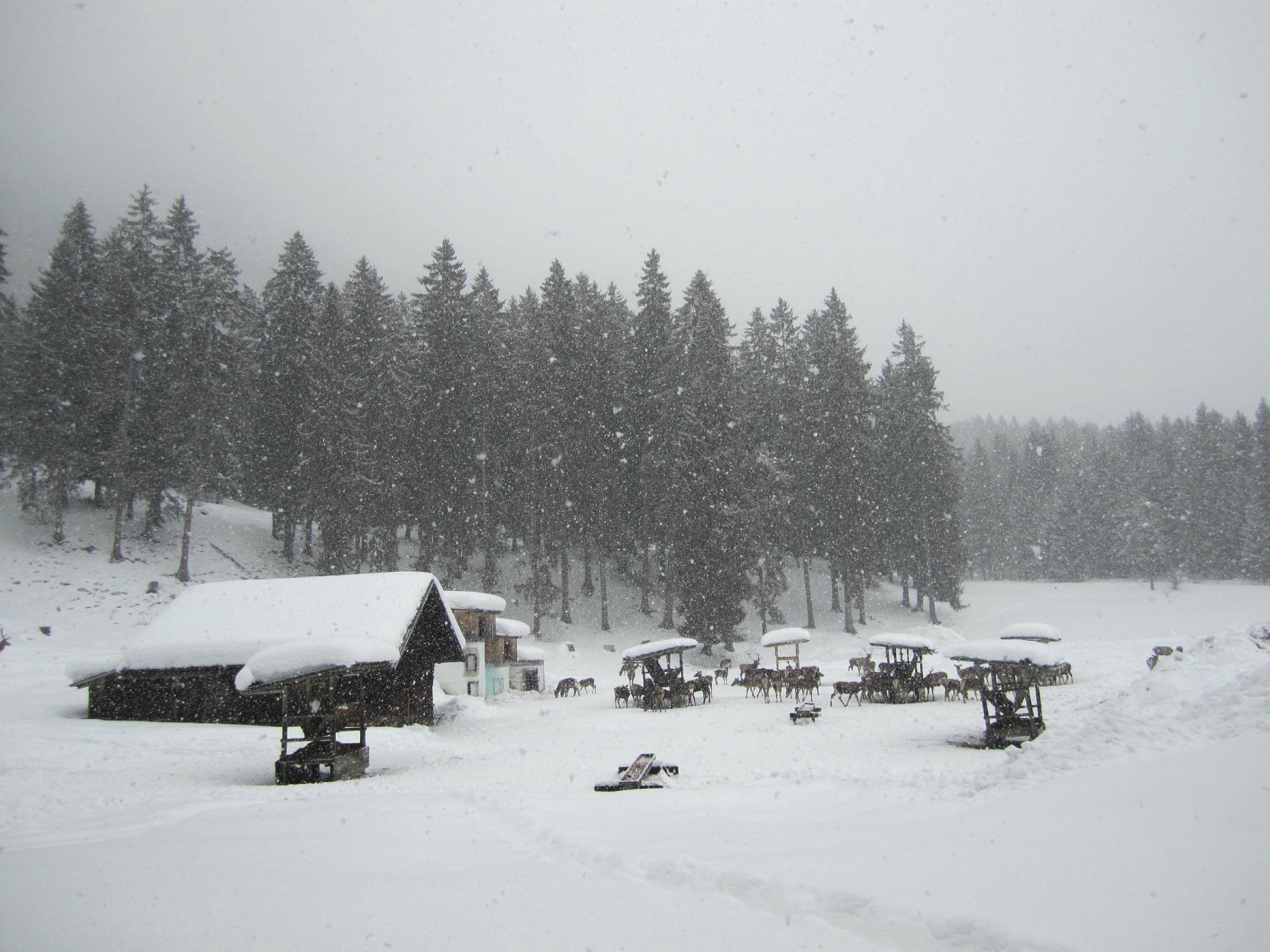 Auf der Pirsch nach Hirsch