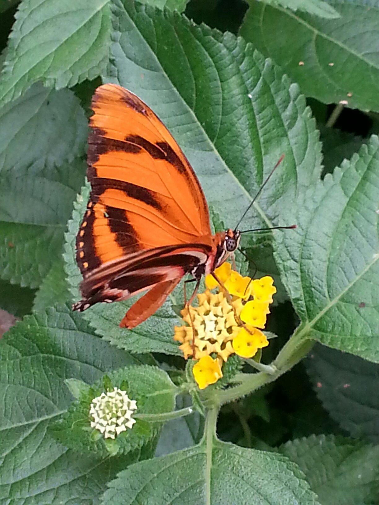 Schmetterlingspark Fehmarn