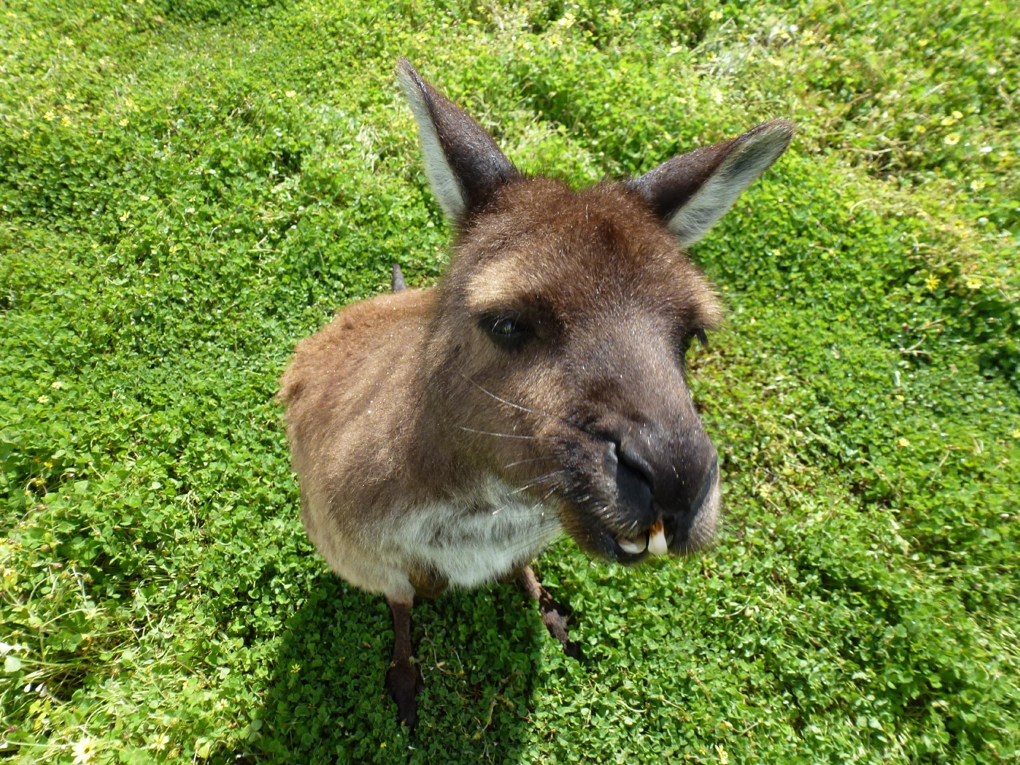 Kangaroo Island Wildlife Park