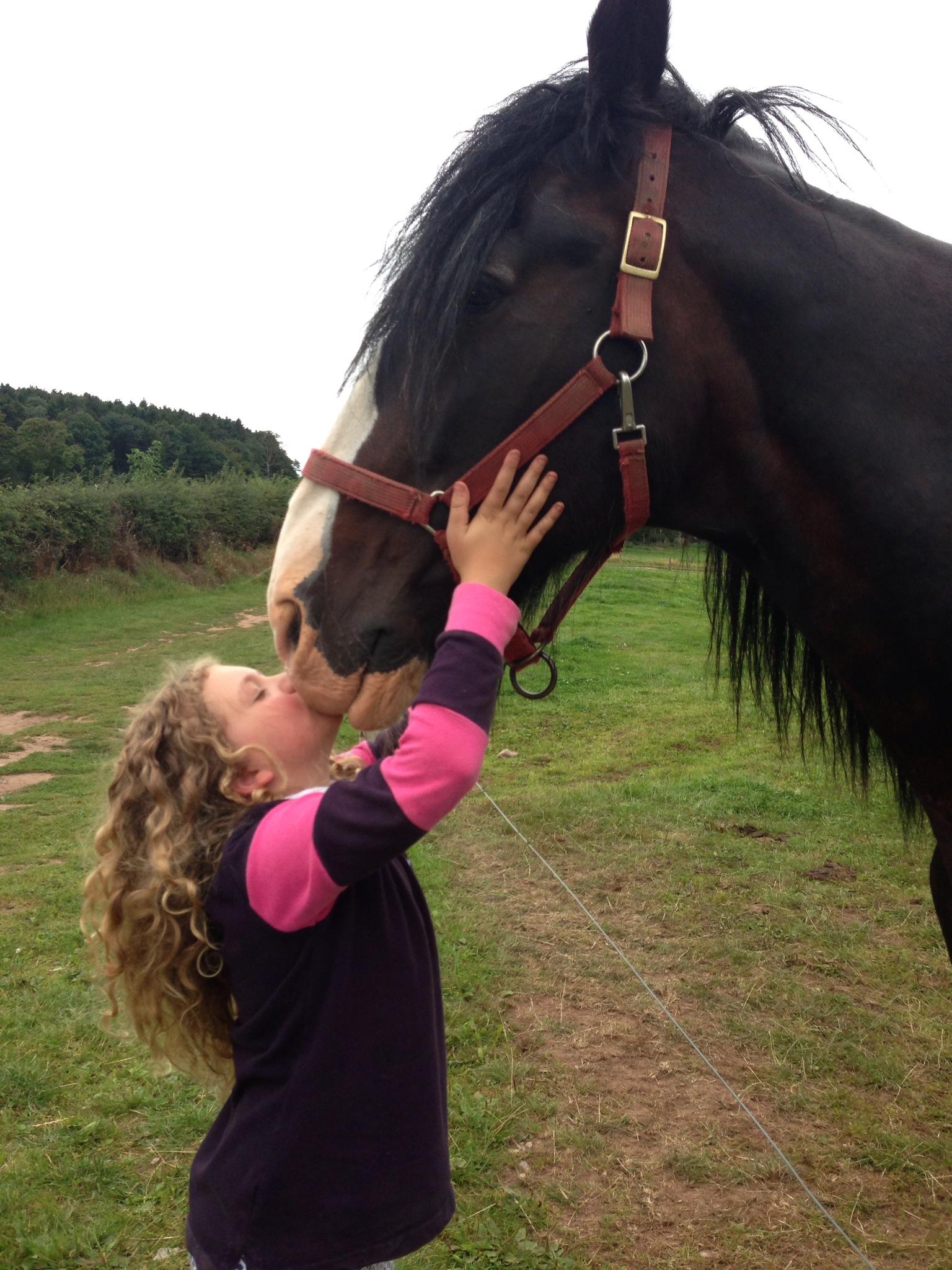Cotebrook Shire Horse Centre