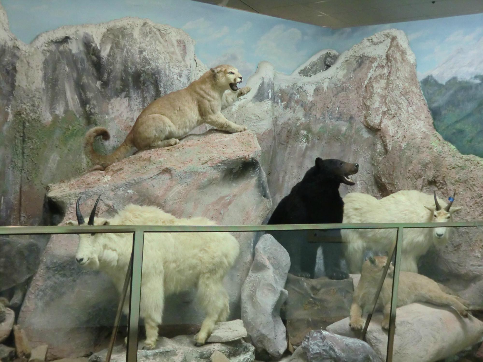 El Campo Museum