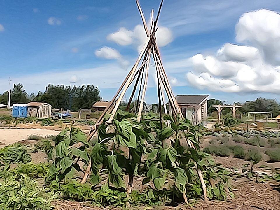 Bruce Botanical Food Gardens