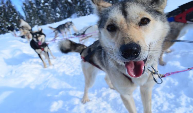 Alaska Sled Dog Tours