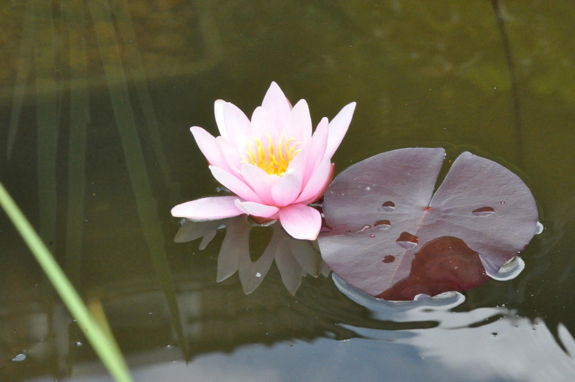 Entre Cour et Jardin