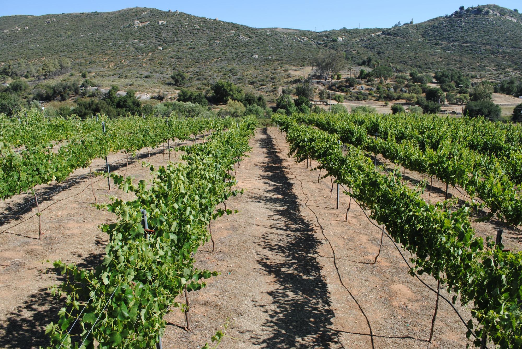 Vineyard Grant James