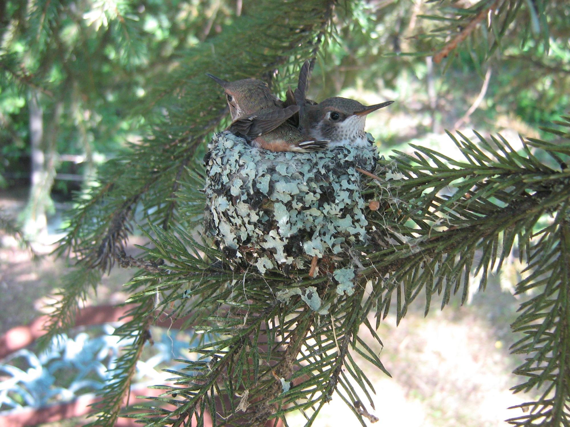 Alpine Art Eco Tours