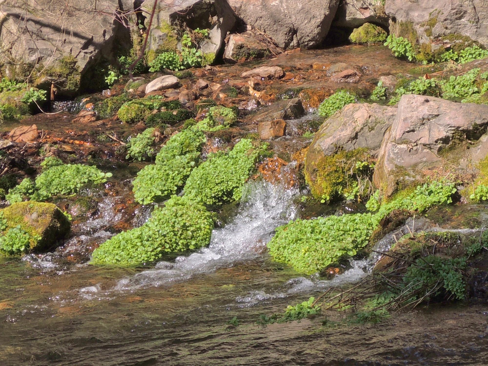 Mount Shasta City Park