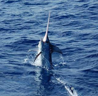 Captain Jack's Fishing Charters