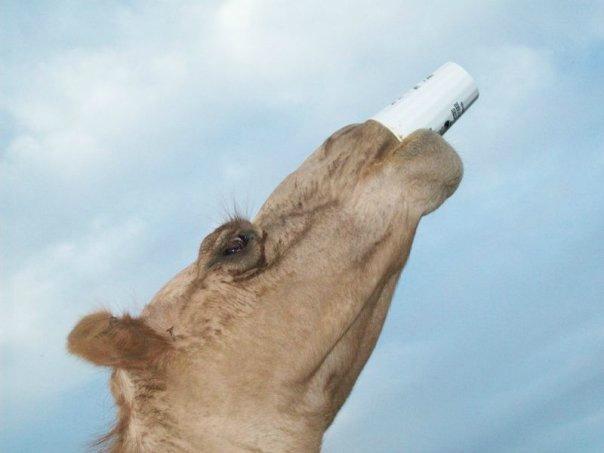 Wild Country Safari Park