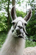 National Forest Llama Treks