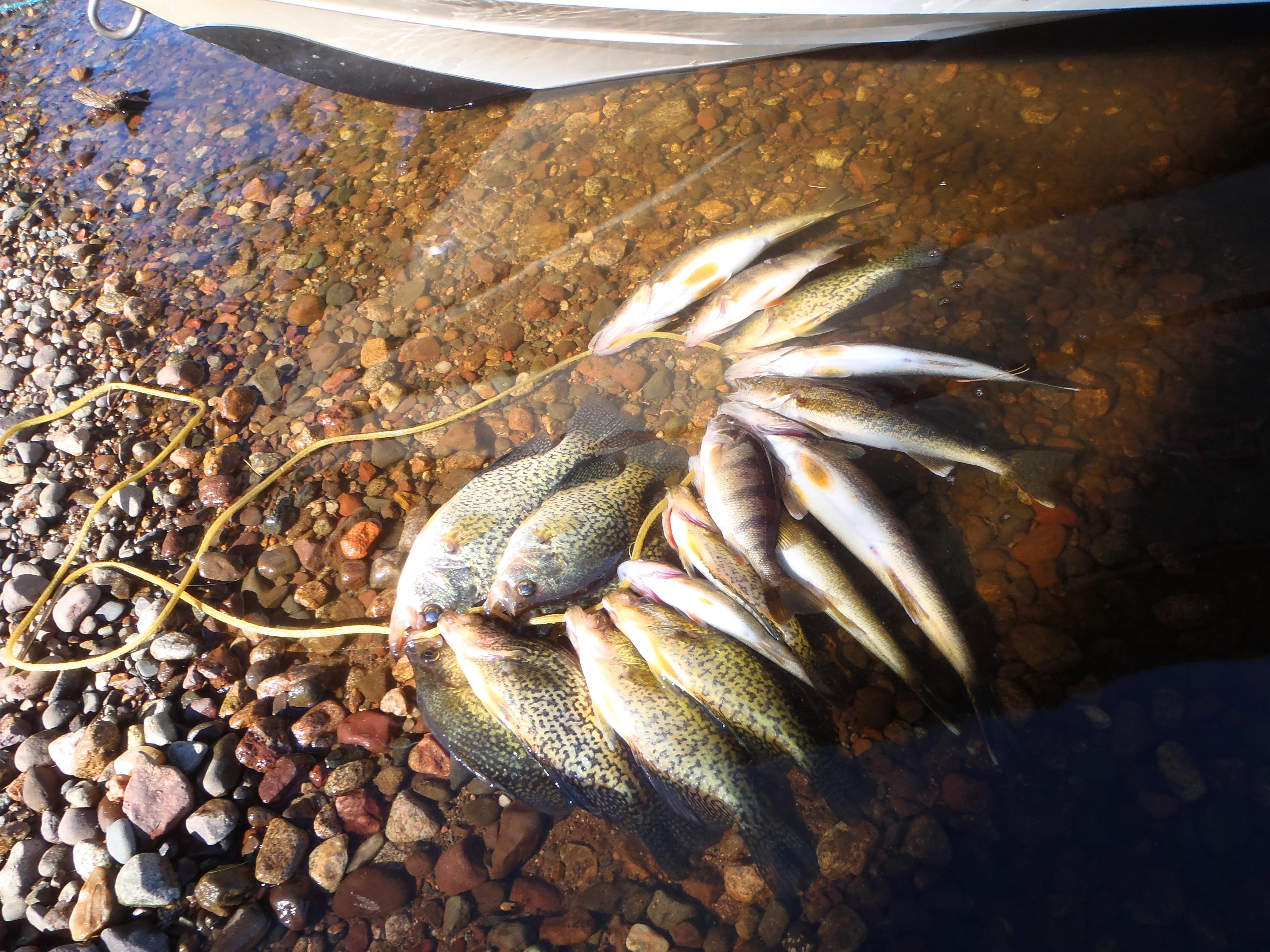 Bobber Down Guide Service