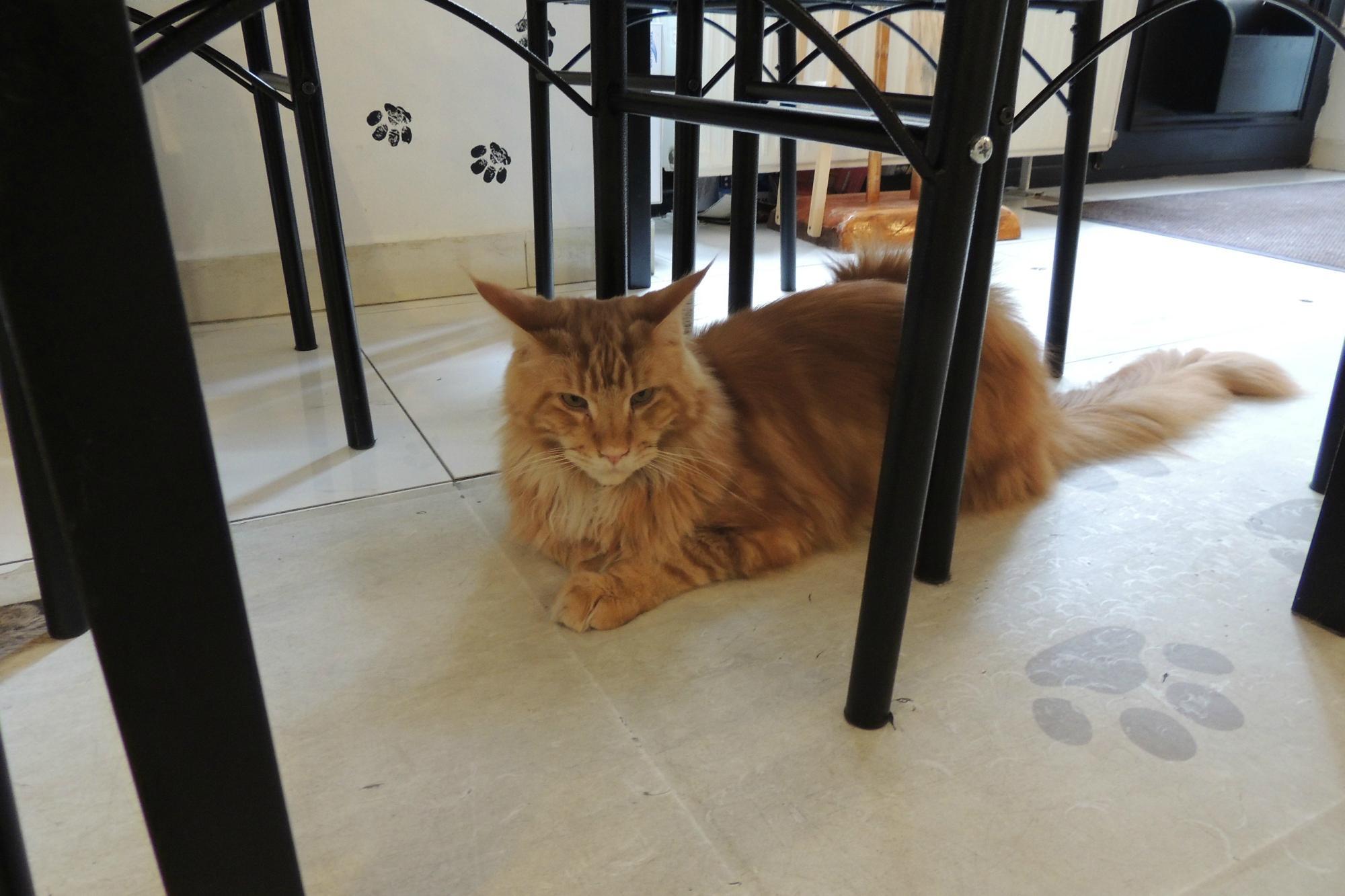Cat Cafe Budapest