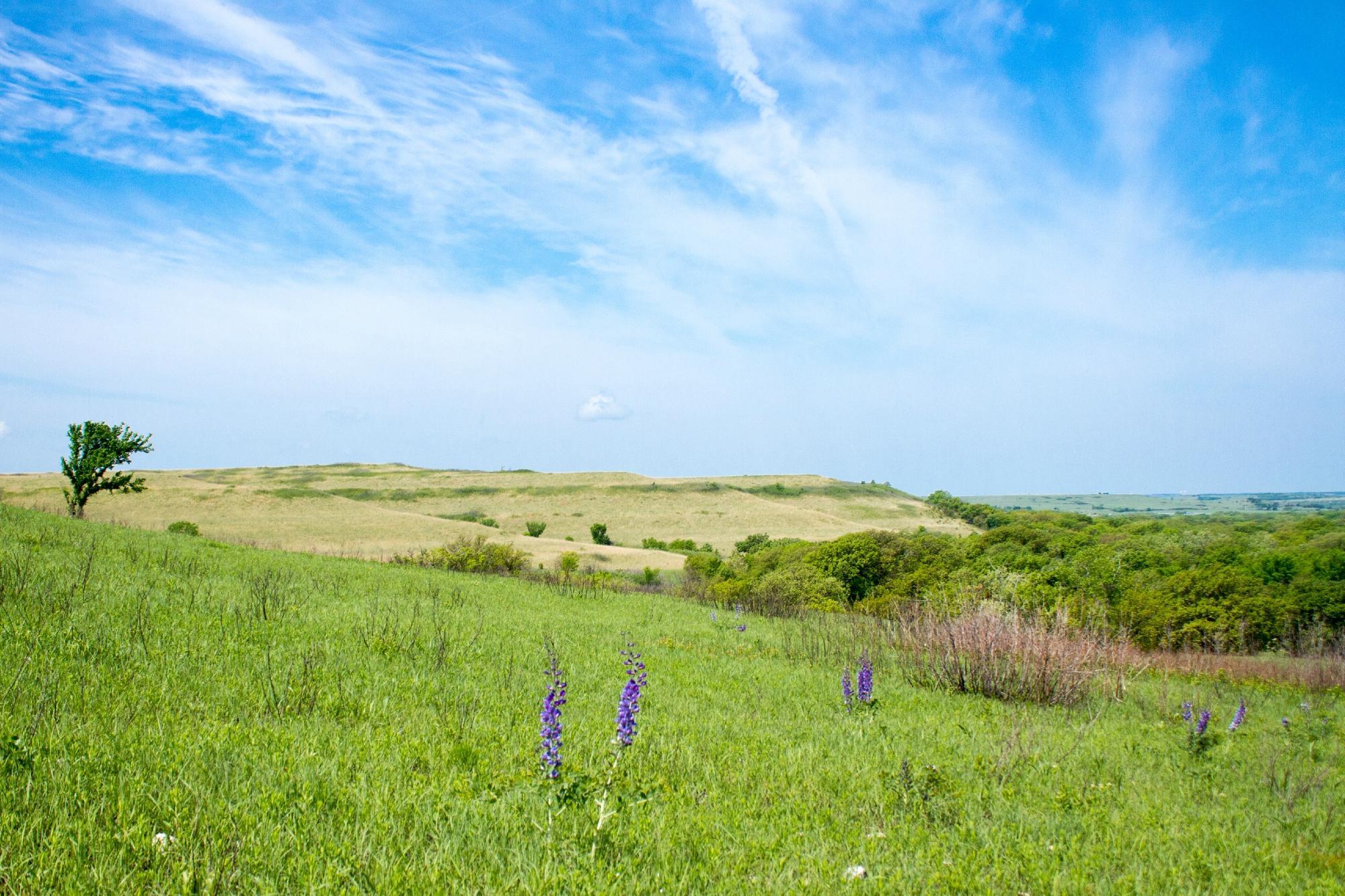 Konza Prairie Research Natural Area