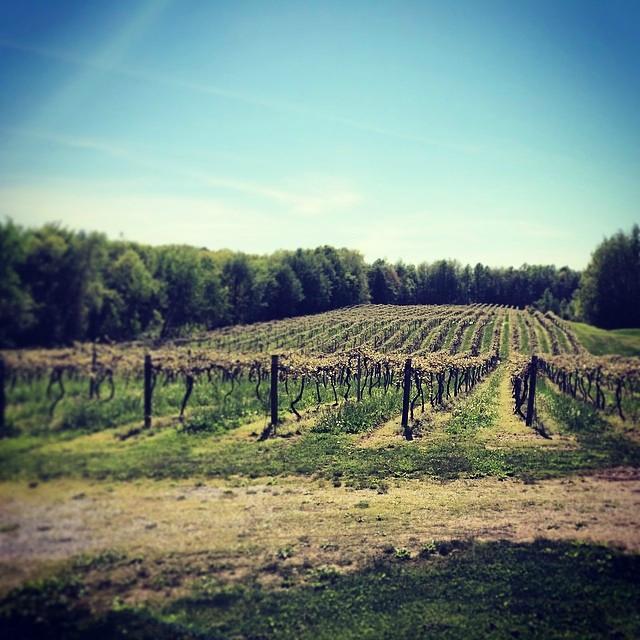 Lakeview Wine Cellars